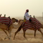 Camels in the desert in Dubai