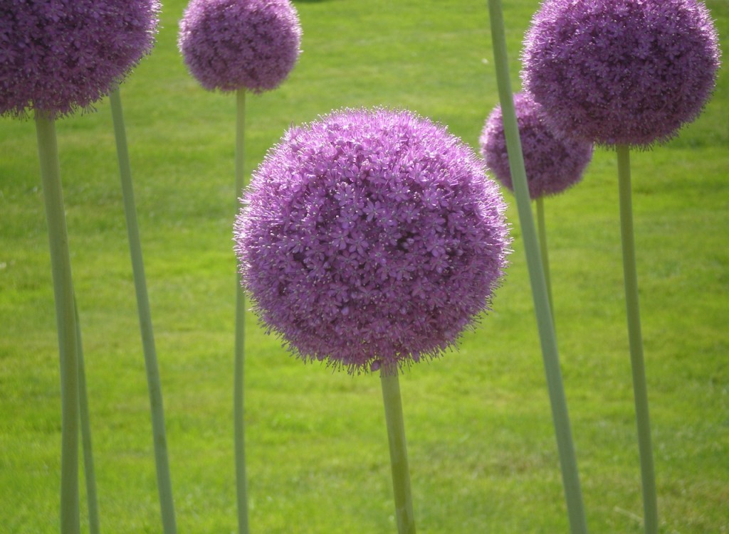 Boston Public Gardens 2
